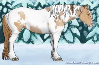 Horse Color:White Spotted Bay Pearl Tobiano Rabicano 