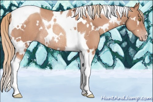 Horse Color:White Spotted Gold Champagne Tobiano Rabicano