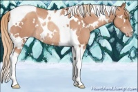 Horse Color:White Spotted Gold Champagne Tobiano Rabicano 