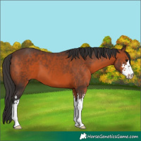 Horse Color:Brown Sabino 