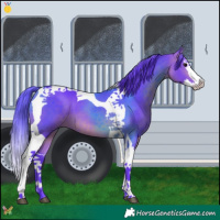 Horse Color:Watercolor Bay Splash Tobiano 
