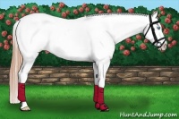 Horse Color:White Spotted Buckskin Pearl Splash Appaloosa