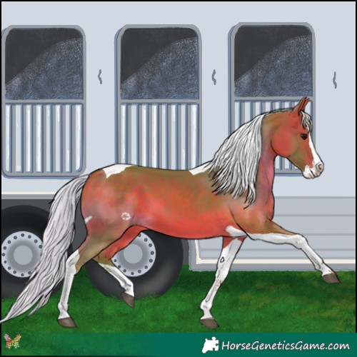 Horse Color:Watercolor Silver Bay Splash Tobiano 