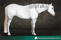 Horse Color:Brown Appaloosa 