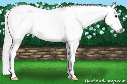 Horse Color:Gray Bay Dun Varnish