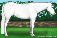 Horse Color:Gray Bay Dun Varnish