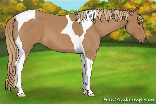Horse Color:Red Roan Tobiano 