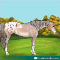 Horse Color:Bay Appaloosa 