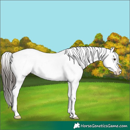 Horse Color:Liver Chestnut Snowflake Varnish
