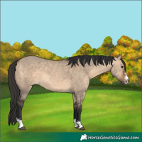 Horse Color:Brown Dun Sabino