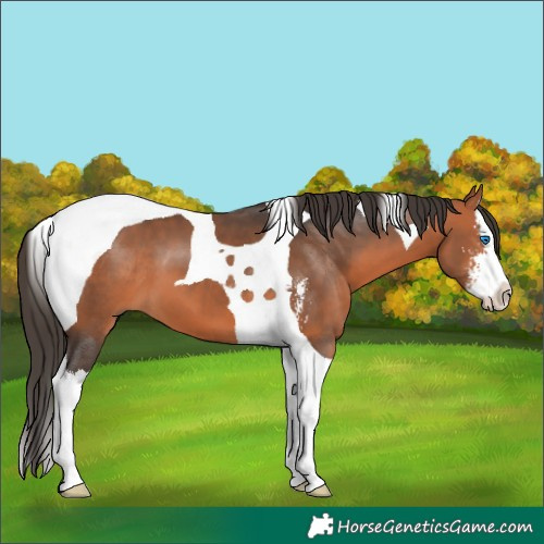 Horse Color:Bay Sabino Splash Tobiano