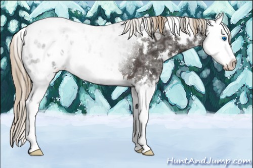 Horse Color:White Spotted Liver Chestnut Ice Sabino Splash Appaloosa 
