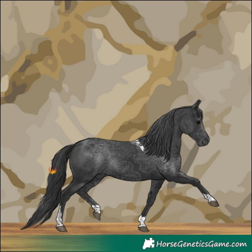 Horse Color:Black Tobiano