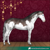 Horse Color:White Spotted Brown Splash 