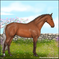 Horse Color:Silver Bay Roan 