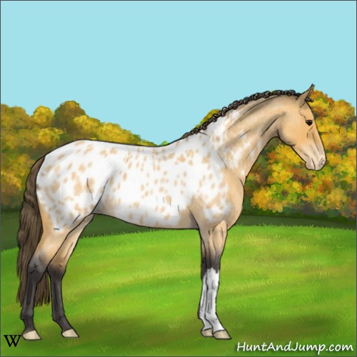 Horse Color:Buckskin Roan Appaloosa 