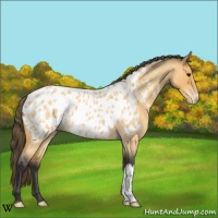 Horse Color:Buckskin Roan Appaloosa 