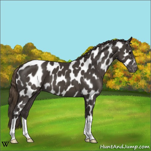 Horse Color:Smoky Black Appaloosa 