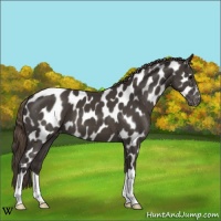 Horse Color:Smoky Black Near Leopard 