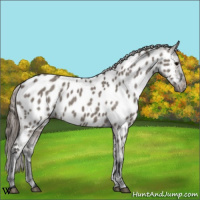 Horse Color:Grullo Appaloosa 