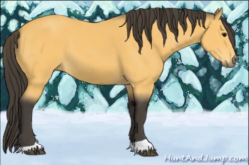 Horse Color:Buckskin
