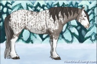 Horse Color:Grullo Splash and Grullo Splash Appaloosa