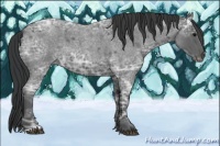 Horse Color:Blue Ice Roan Rabicano