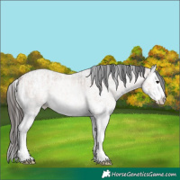 Horse Color:White Spotted Bay  and White Spotted Bay Ice Roan Splash 
