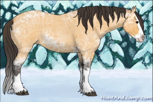 Horse Color:Buckskin Ice Roan Splash 