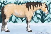 Horse Color:Buckskin Ice Roan Splash