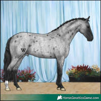 Horse Color:Blue Roan Rabicano 