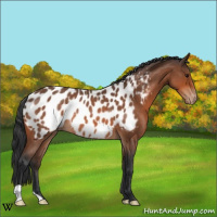 Horse Color:Bay Roan Appaloosa Rabicano 