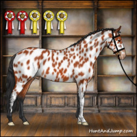 Horse Color:Brown Appaloosa