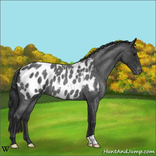 Horse Color:Blue Roan Near Leopard 