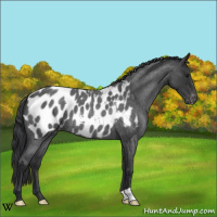 Horse Color:Blue Roan Near Leopard 