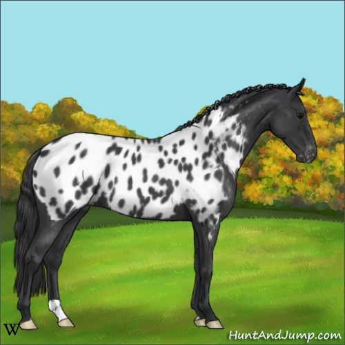 Horse Color:Blue Roan Appaloosa 