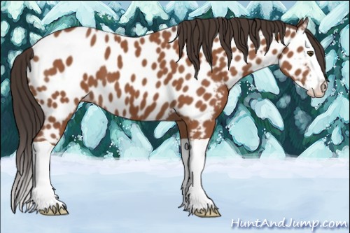 Horse Color:Bay Splash Appaloosa