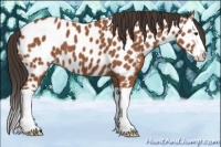 Horse Color:Bay Splash Appaloosa 