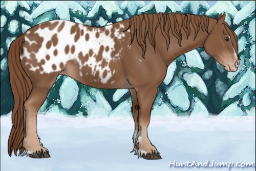 Horse Color:Chestnut Sabino Appaloosa