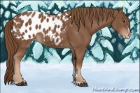 Horse Color:Chestnut Sabino Blanket 