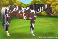 Horse Color:White Spotted Bay Roan 