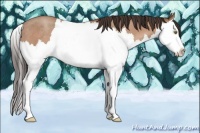 Horse Color:Sable Champagne Sabino Splash Rabicano