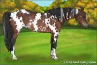 Horse Color:White Spotted Brown Rabicano 