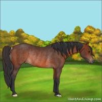 Horse Color:Brown Rabicano 