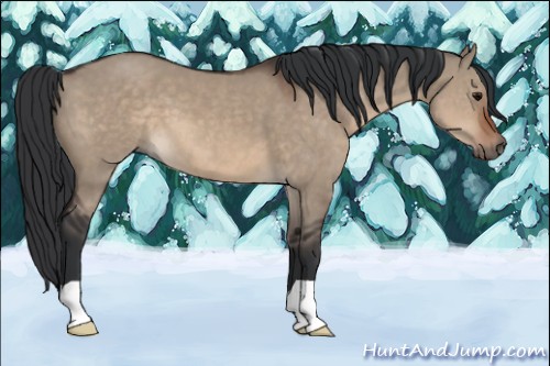 Horse Color:Brown Dun 
