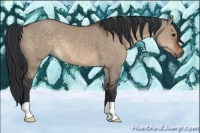 Horse Color:Brown Dun 