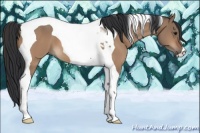 Horse Color:Bay Dun Tobiano 