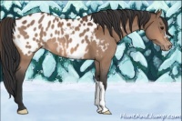 Horse Color:Bay Appaloosa 