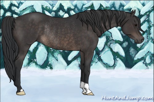 Horse Color:Brown Rabicano 