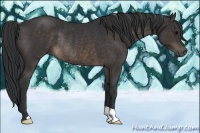 Horse Color:Brown Rabicano